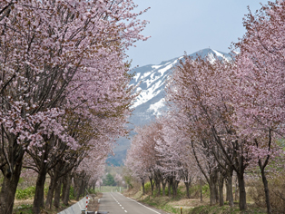 세계 최고의 벚꽃 길